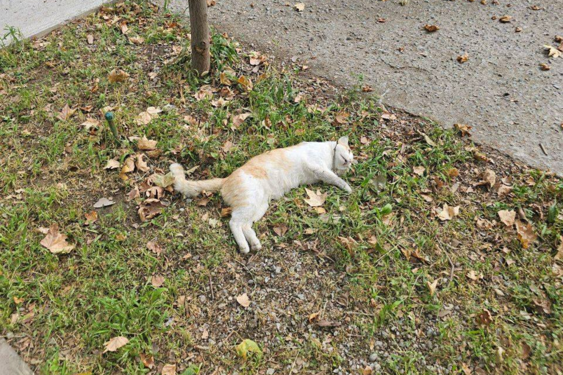 Cases of cruelty to cats are on the rise