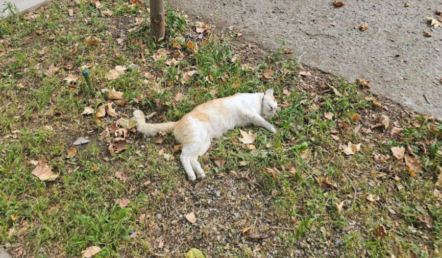 Mushuklarga nisbatan shafqatsizlik holatlari ko‘paymoqda