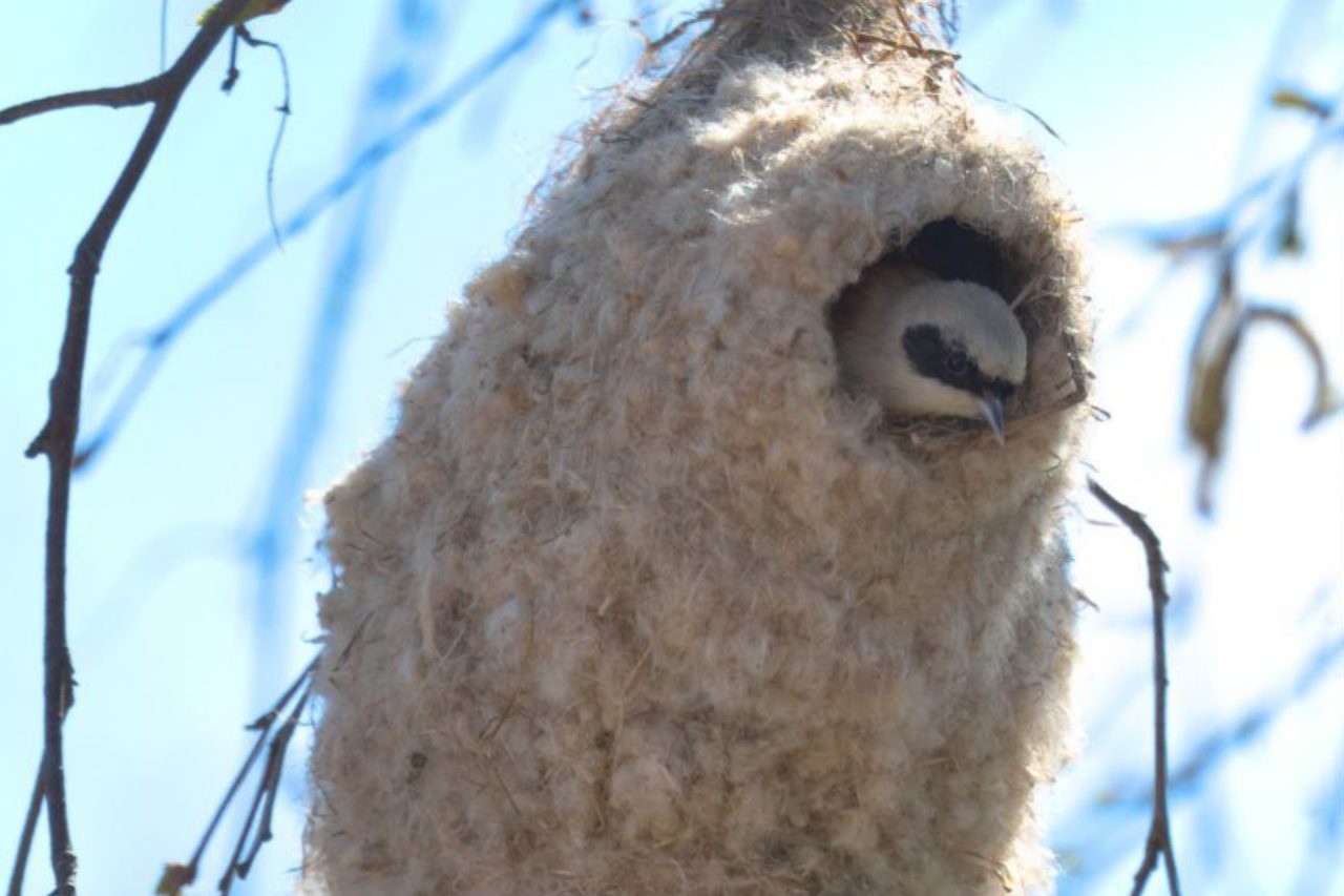 В тугайных лесах на деревьях можно увидеть вот такие необычные гнезда. А знаете, кто их строит?