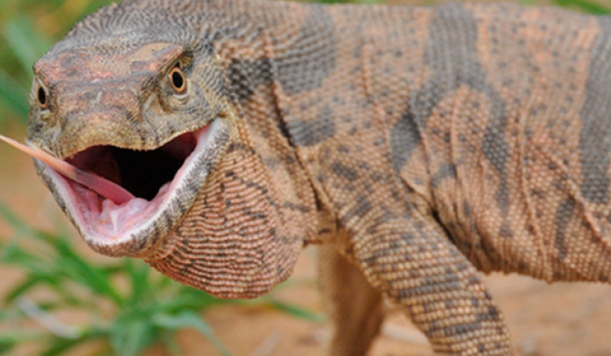 Bo‘z echkiemar (Varanus griseus) Markaziy Osiyodagi eng yirik sudralib yuruvchilardan biri bo‘lib, O‘zbekiston cho‘l ekotizimining ajralmas qismi hisoblanadi. U kemiruvchilar, ilonlar, hasharotlar va boshqa mayda jonivorlar bilan oziqlanib, tabiatdagi biologik muvozanatni saqlashda muhim ekologik vazifani bajaradi. Shu bois bo‘z echkiemar faqat noyob hayvon emas, balki cho‘l ekotizimining barqarorligini ta’minlovchi muhim tur hisoblanadi. Afsuski, bugungi kunda ushbu jonivor noqonuniy ov, yashash muhitining qisqarishi va ilmiy asosga ega bo‘lmagan xurofotlar sabab yo‘qolib ketish xavfi ostida qolmoqda.