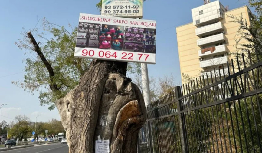 “Men sizga e’lonlar taxtasi emasman” — daraxtlarga yopishtirilgan reklamalar ekologiyaga qanday zarar yetkazadi?