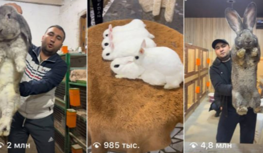 Ijtimoiy tarmoqlarda tarqalgan ma’lumotlar Andijon viloyatida hayvonlarga nisbatan ehtimoliy shafqatsizlik holati yuzasidan jamoatchilik e’tiborini tortdi. Xabarlarga ko‘ra, Andijon viloyatida yashovchi Farhodbek Kozimov o‘zining Instagram’dagi sahifasida ko‘cha mushuklari uning quyonlariga zarar yetkazayotganini ta’kidlab, ularni tutib “jazolayotgani”, ya’ni o‘ldirayotganini ma’lum qilgan.