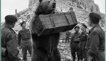 Corporal Wojtek: The Soldier Bear Left Behind Bars