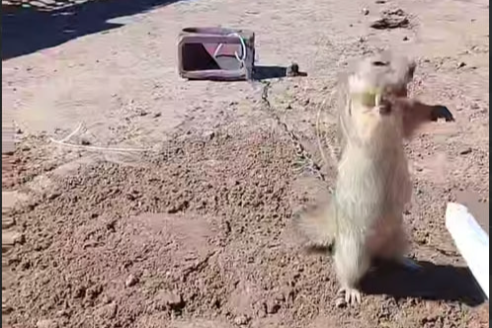 Squirrels are being tortured: How long will the cruelty to animals that are an integral part of the ecosystem continue?