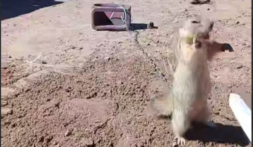 Sug‘urlar qiynoqqa solinmoqda: Ekotizimning ajralmas qismi bo‘lgan jonivorlarga shafqatsizlik qachongacha davom etadi?