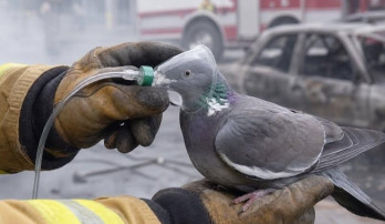 Firefighters Stopped for One Pigeon: Auckland Crew Praised for Compassionate Rescue