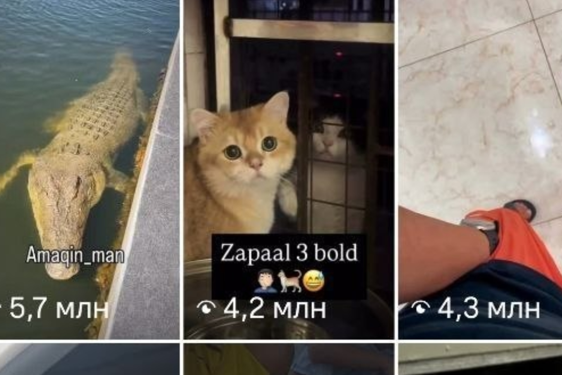 Ko‘rishlar va layklar uchun endi tirik jonivorlar qurbon qilinadimi?