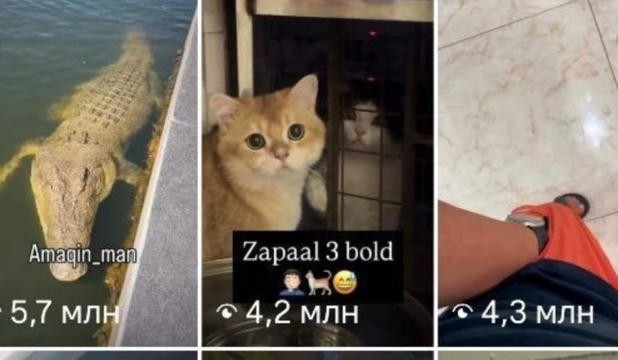 Ijtimoiy tarmoqlar hayotimizning ajralmas qismiga aylangan bir davrda ayrimlar auditoriya, ko‘rishlar va mashhurlik ortidan quvib, insoniylik va mehr-shafqat chegaralarini unutayotgandek taassurot qoldirmoqda. So‘nggi paytlarda internet tarmoqlarida hayvonlarga nisbatan shafqatsizlik aks etgan videolar soni ortib bormoqda. Ana shunday holatlardan biri jamoatchilik e’tiborini yana bir bor ushbu muammoga qaratdi.