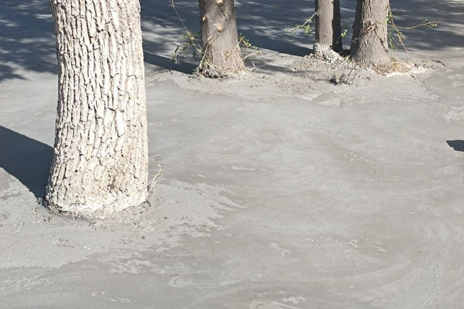 Uchuvchilar shaharchasidagi maydonda daraxtlar beton ichida qolib ketdi
