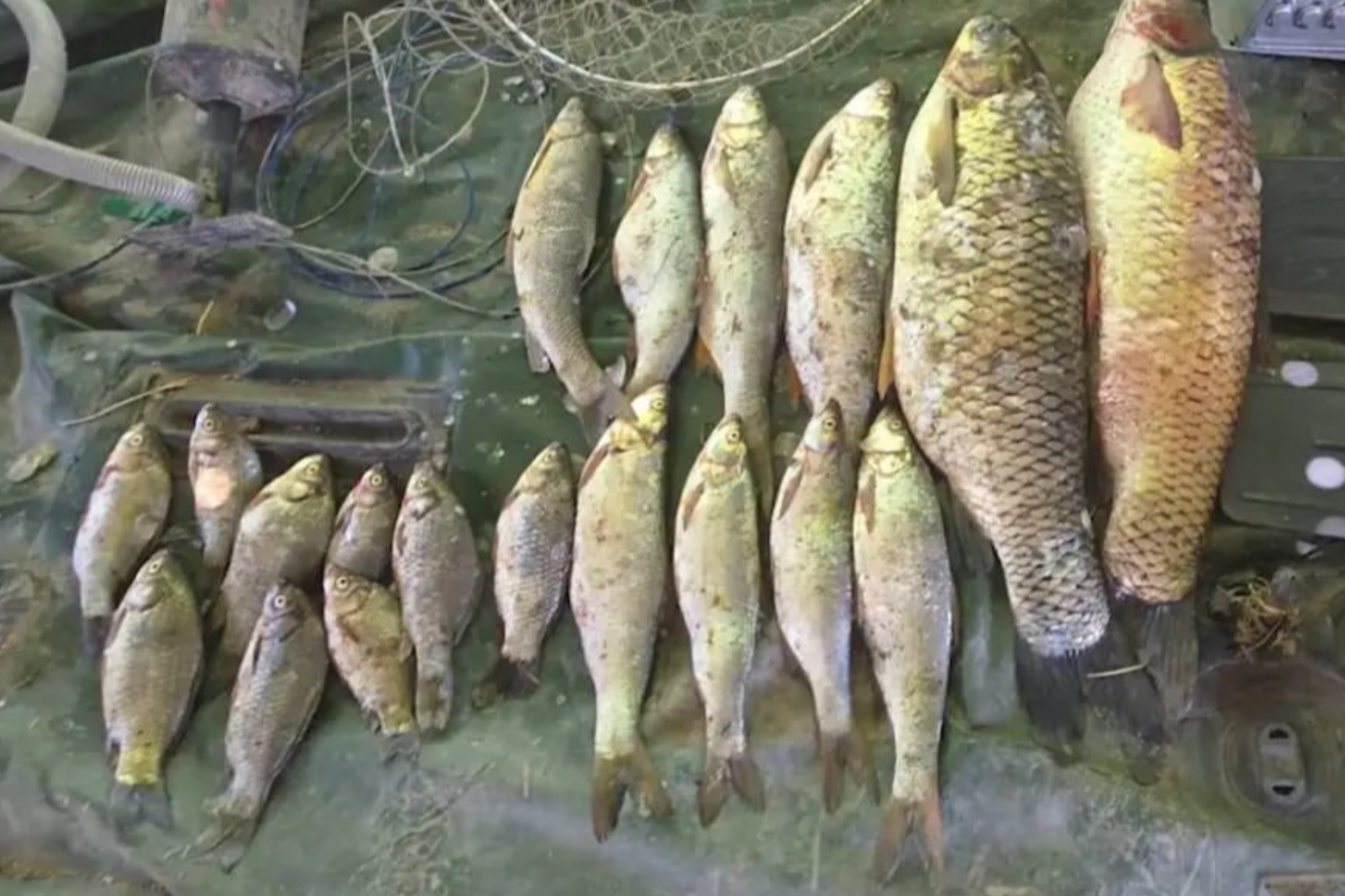 Sirdaryoda 19 ta baliqni noqonuniy ovlagan huquqbuzar ushlandi