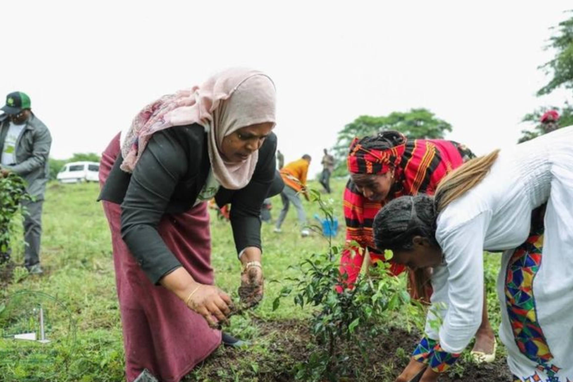 Efiopiyabir kun ichida 714 milliondan ortiq ko‘chat ekish bilan jahon rekordini o‘rnatdi