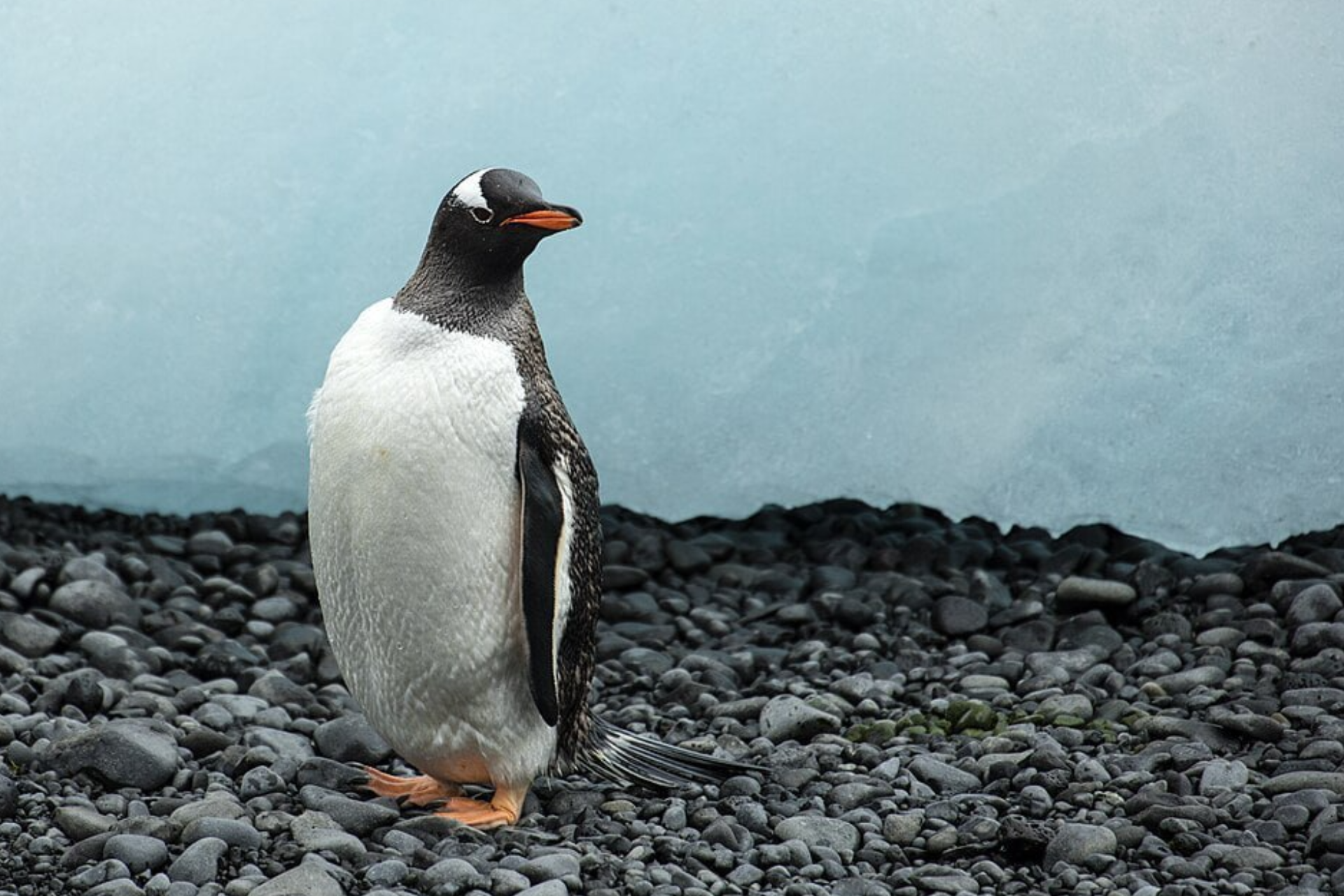 Penguins Seal Their Love with a Stone