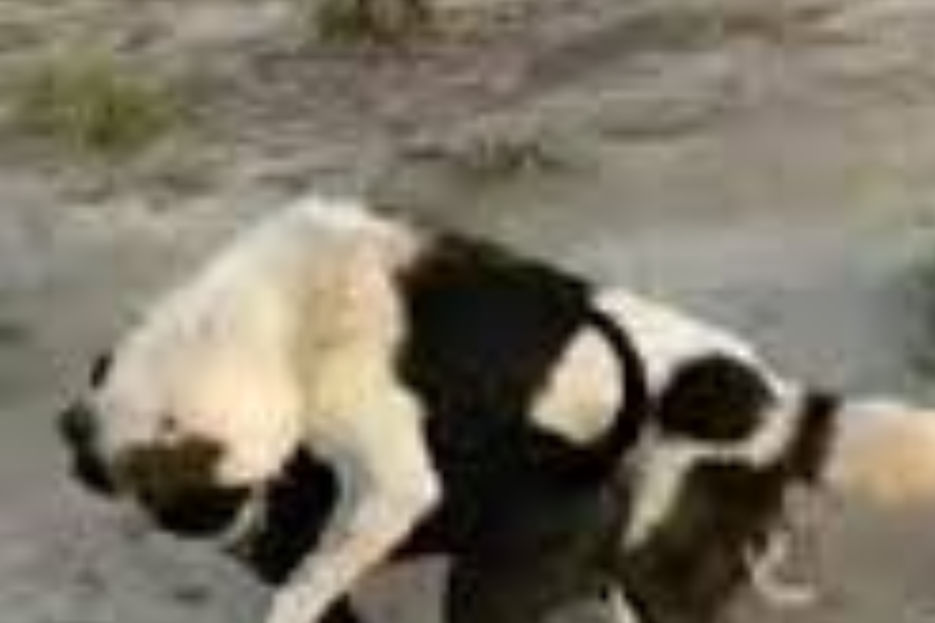 Itlarni muntazam ravishda janga qo‘yib kelinayotgan shaxsga jazo bormi?