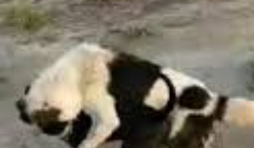 Instagram ijtimoiy tarmog‘ida Akramjon ismli fuqaro tomonidan itlarni muntazam ravishda janga qo‘yib kelinayotgani haqida ma’lumot mavjud.