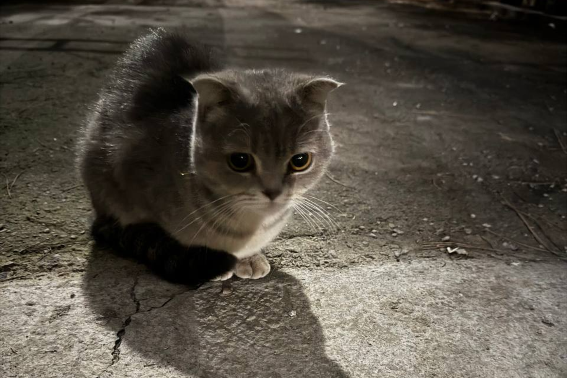 Mas'uliyatsiz odamlar naslli mushuklarni ko'chalarga uloqtirmoqda!