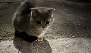 Irresponsible people are throwing pedigree cats onto the streets!
