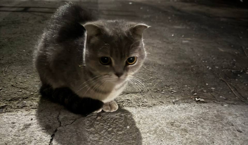 Mushuklar, ayniqsa, sof zotli mushuklar, ko'chada yashashga moslashmagan. Ko'pchilik moda yoki diniy e'tiqodlarga berilib, naslli mushuklarni sotib olishni boshlaydi. Lekin bular o'yinchoq emas, ular tirik mavjudotlar!