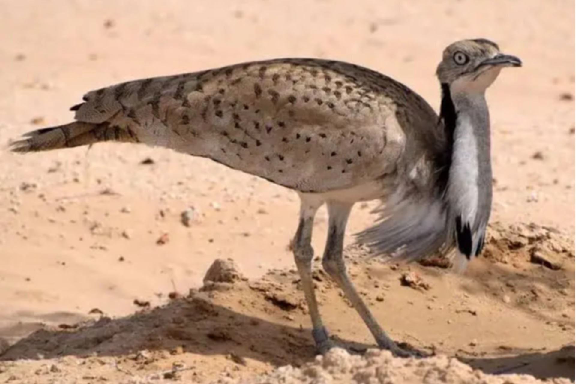Dunyo bo‘ylab nechta yurg’a tuvaloq turi mavjud?