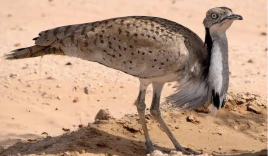 Dunyo bo‘ylab nechta yurg’a tuvaloq turi mavjud?