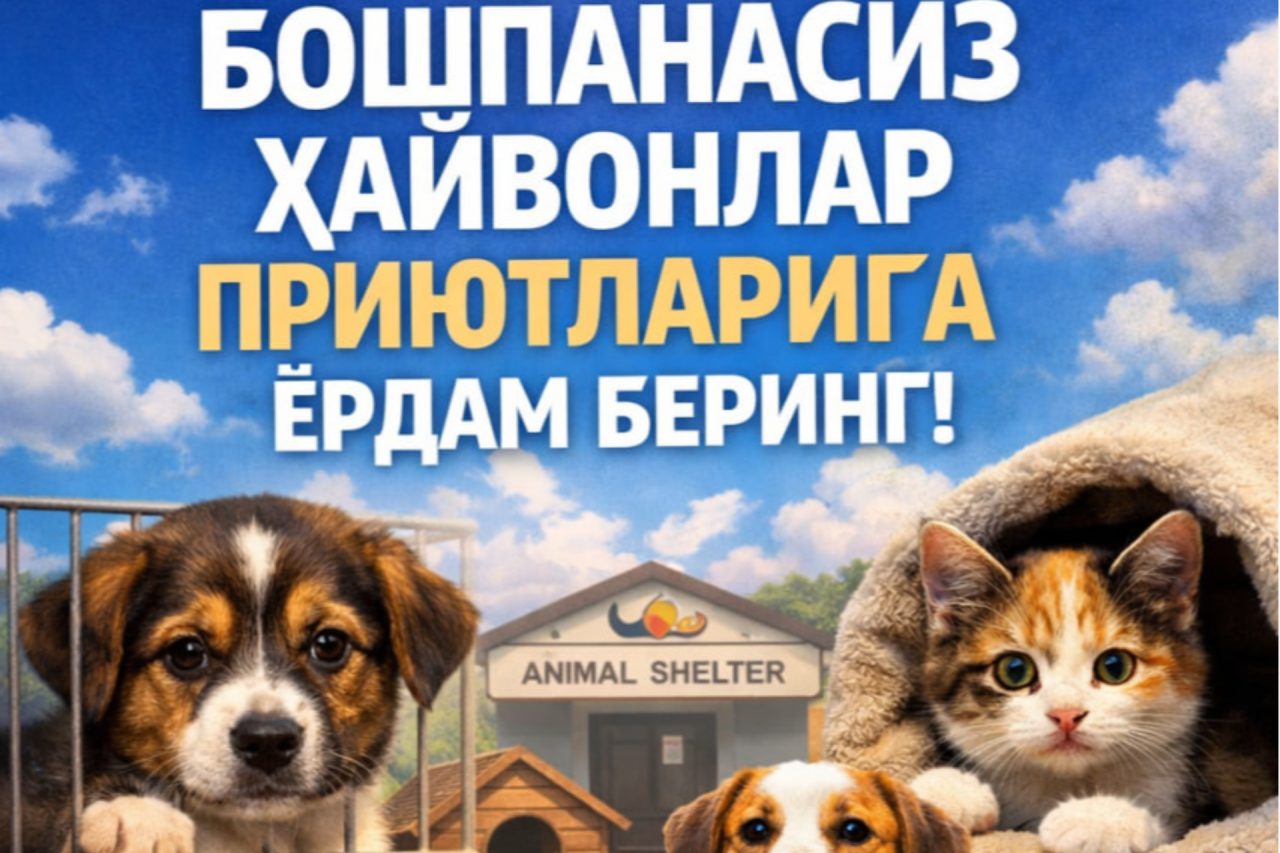 Start the New Year with a good deed - help homeless animals!