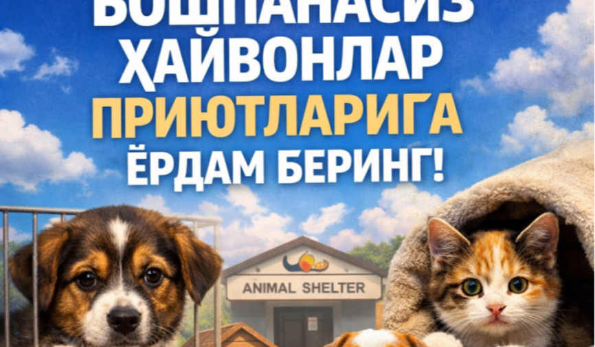 Uysiz hayvonlarni ochlik va zo'ravonlikdan himoya qilishning eng samarali usullaridan biri bu har kuni hayotni saqlab qoladigan boshpanalarni bepul moliyaviy qo'llab-quvvatlashdir.