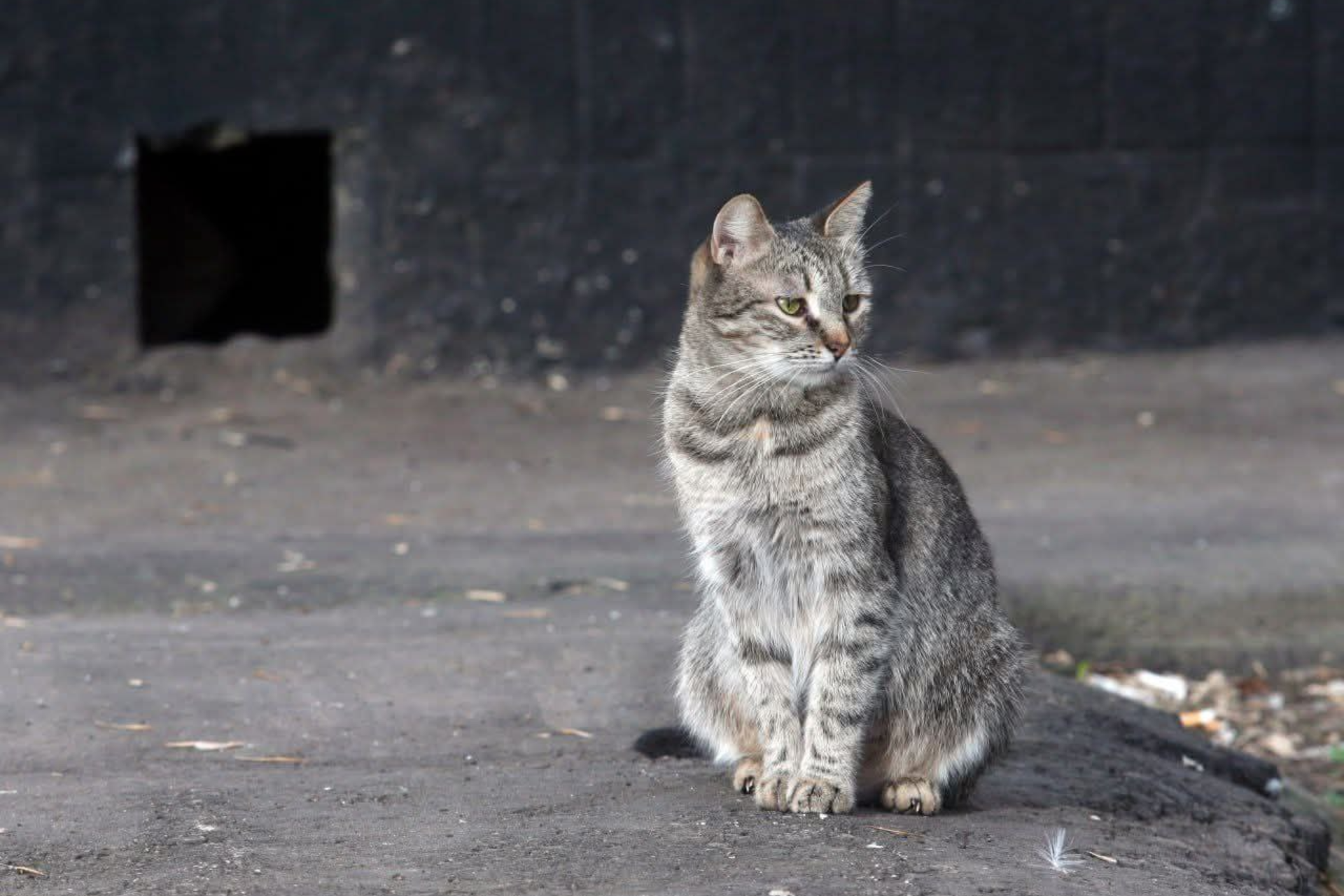 Davlat Dumasi uy egalari va yashovchilarni kemiruvchilar hujumidan ogohlantirdi
