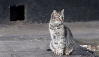 State Duma warns homeowners and residents about rodent attacks