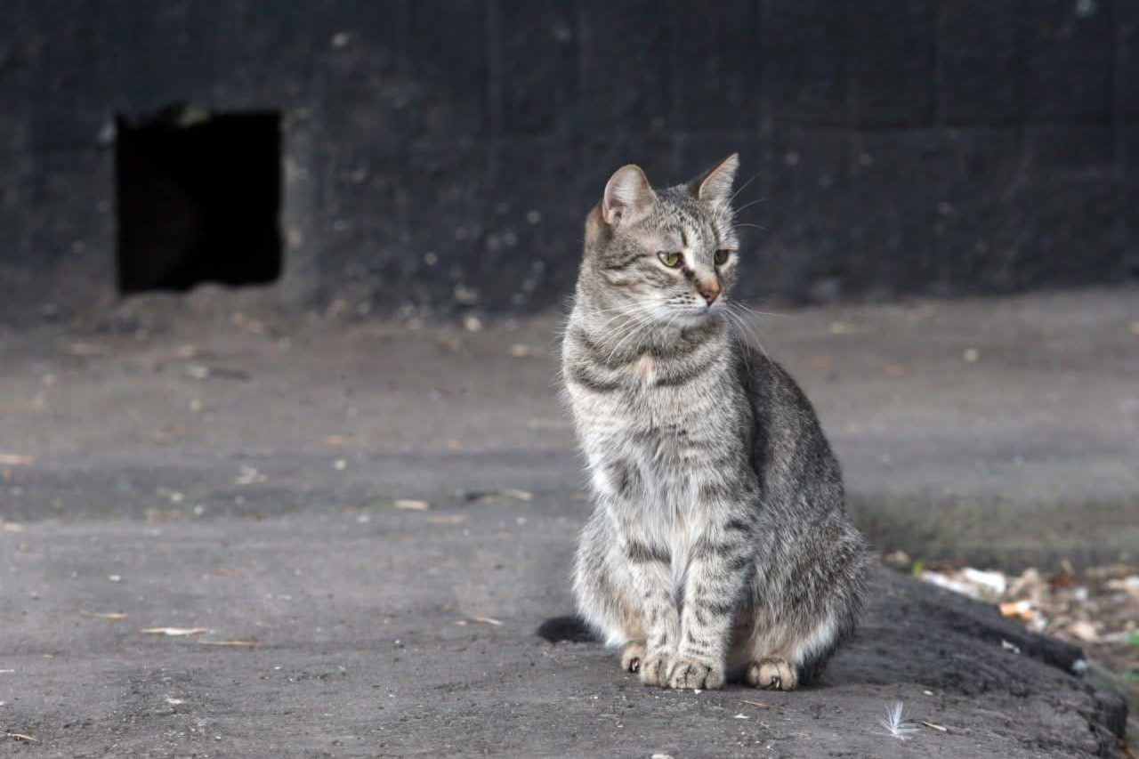 State Duma warns homeowners and residents about rodent attacks