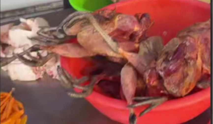 Bu holat jamoatchilikda jiddiy savollarni keltirib chiqarmoqda. Eng avvalo, O‘zbekiston Qizil kitobiga kiritilgan Zarafshon qirg‘ovullari choyxonaga qayerdan va qanday yo‘l bilan yetkazib berilmoqda? Tabiatda yildan yilga kamayib borayotgan ushbu noyob qushlar taqdiri kimning nazoratida?