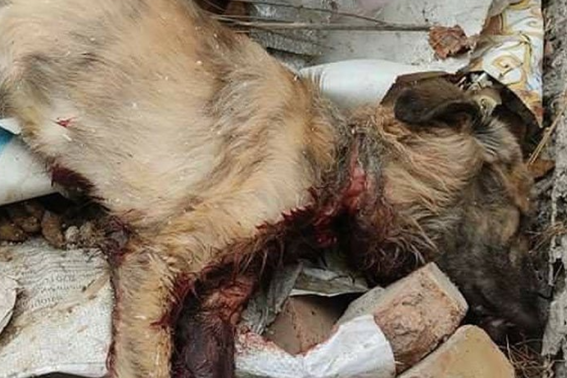 Yashirin shafqatsizlik: O‘zbekistonda boshpanasiz jonivorlar masalasi nega hal etilmayapti?