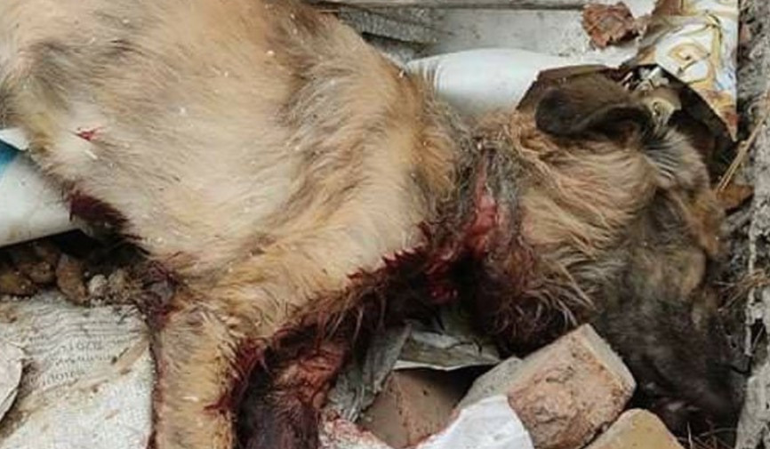 O‘zbekistonda boshpanasiz jonivorlar muammosi so‘nggi vaqtlarda jamoatchilik e’tiborining markaziga chiqmoqda. Shafqatsiz munosabat holatlarining ko‘payishi, yengil jazolar va tizimli yechimlarning yetishmasligi jamiyatda jiddiy savollarni keltirib chiqarmoqda. Bu holat alohida voqealar emas, balki jonivorlarga munosabat sohasidagi chuqur va tizimli muammolarni ko‘rsatmoqda.