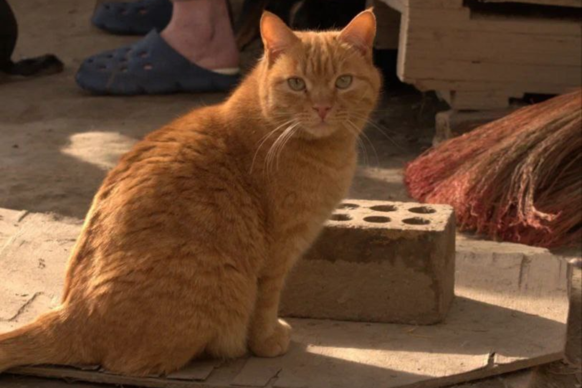 Cases of cruelty to cats are increasing in Mirabad