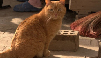Cases of cruelty to cats are increasing in Mirabad