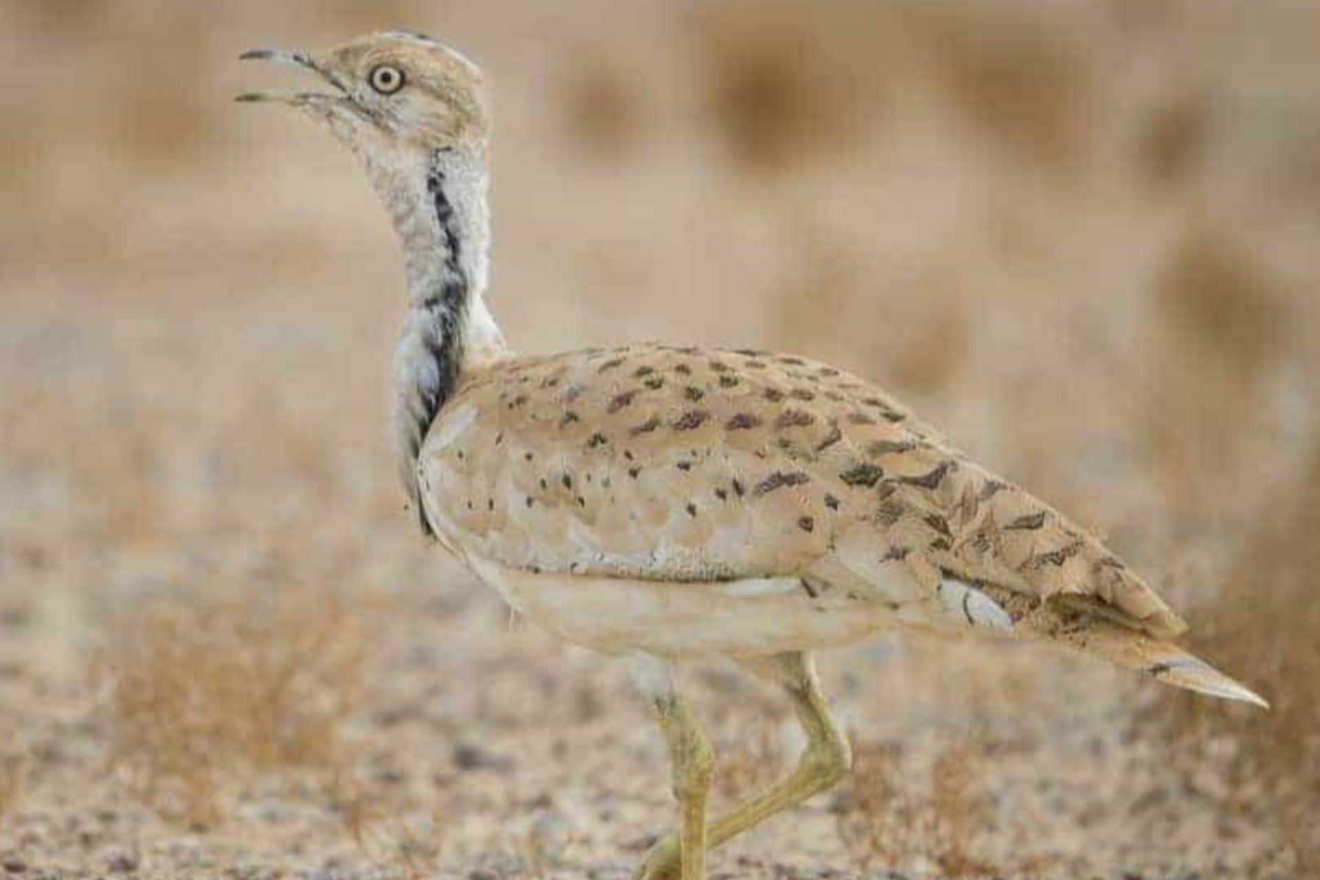 Dunyo bo‘ylab nechta yurg’a tuvaloq turi mavjud?