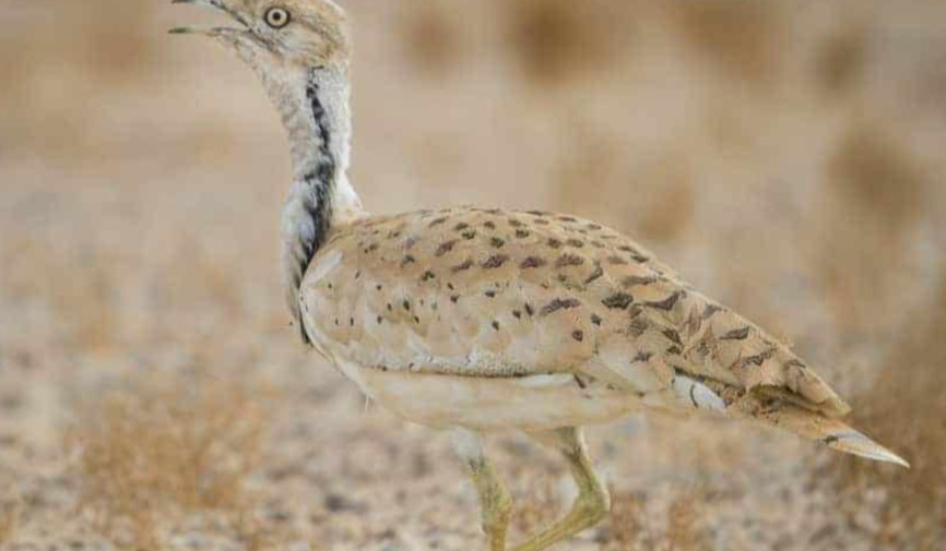 Dunyo bo‘ylab nechta yurg’a tuvaloq turi mavjud?