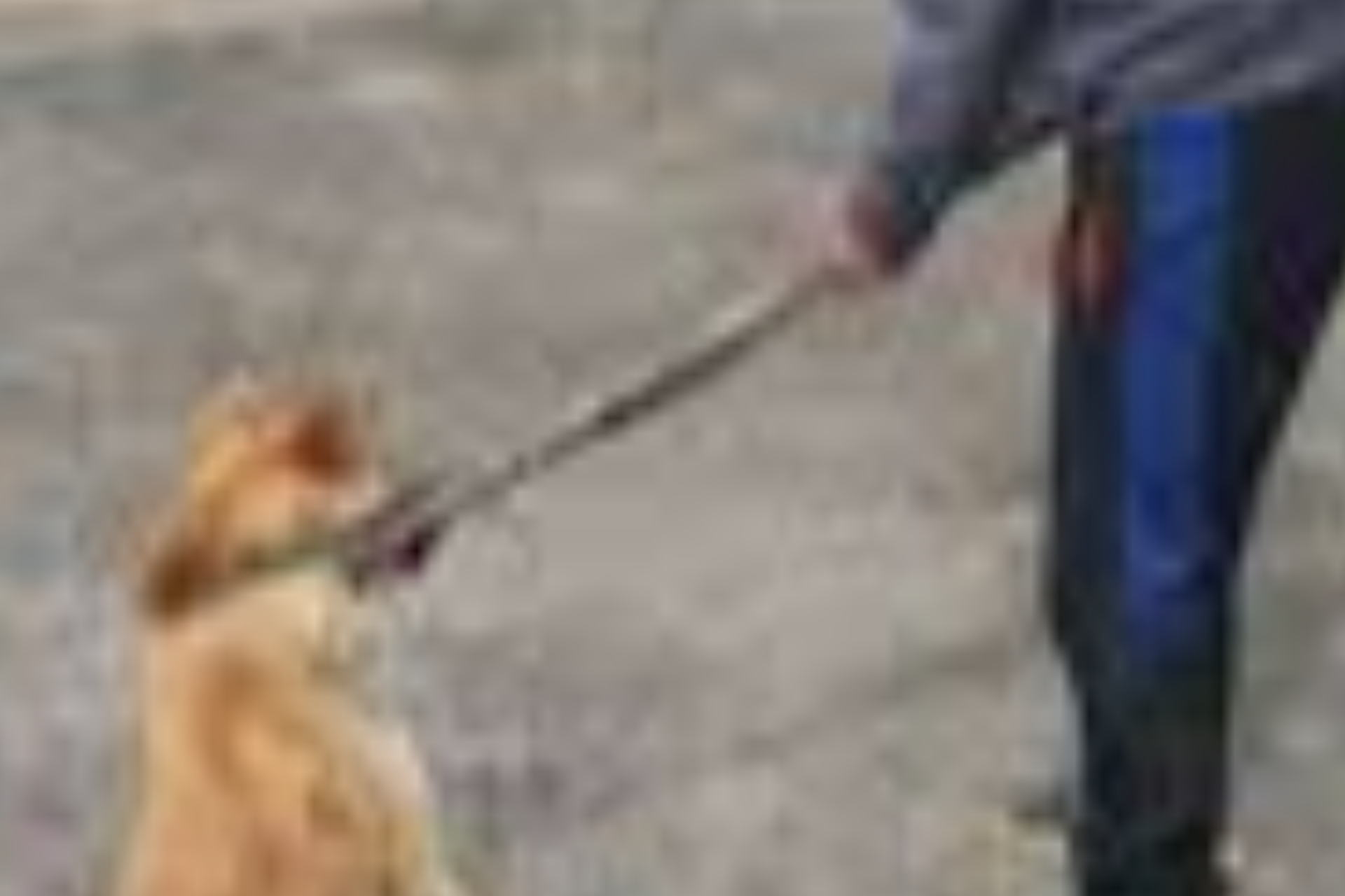 Adolat qayerda? Shirin shahrida “quturgan” deb o‘ldirilgan it yoki tizimdagi muammo?