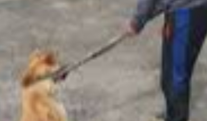 Adolat qayerda? Shirin shahrida “quturgan” deb o‘ldirilgan it yoki tizimdagi muammo?