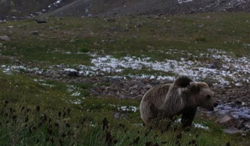 O‘zbekiston tabiati himoyada: minglab gektar yerlar milliy bog‘larga aylantirildi