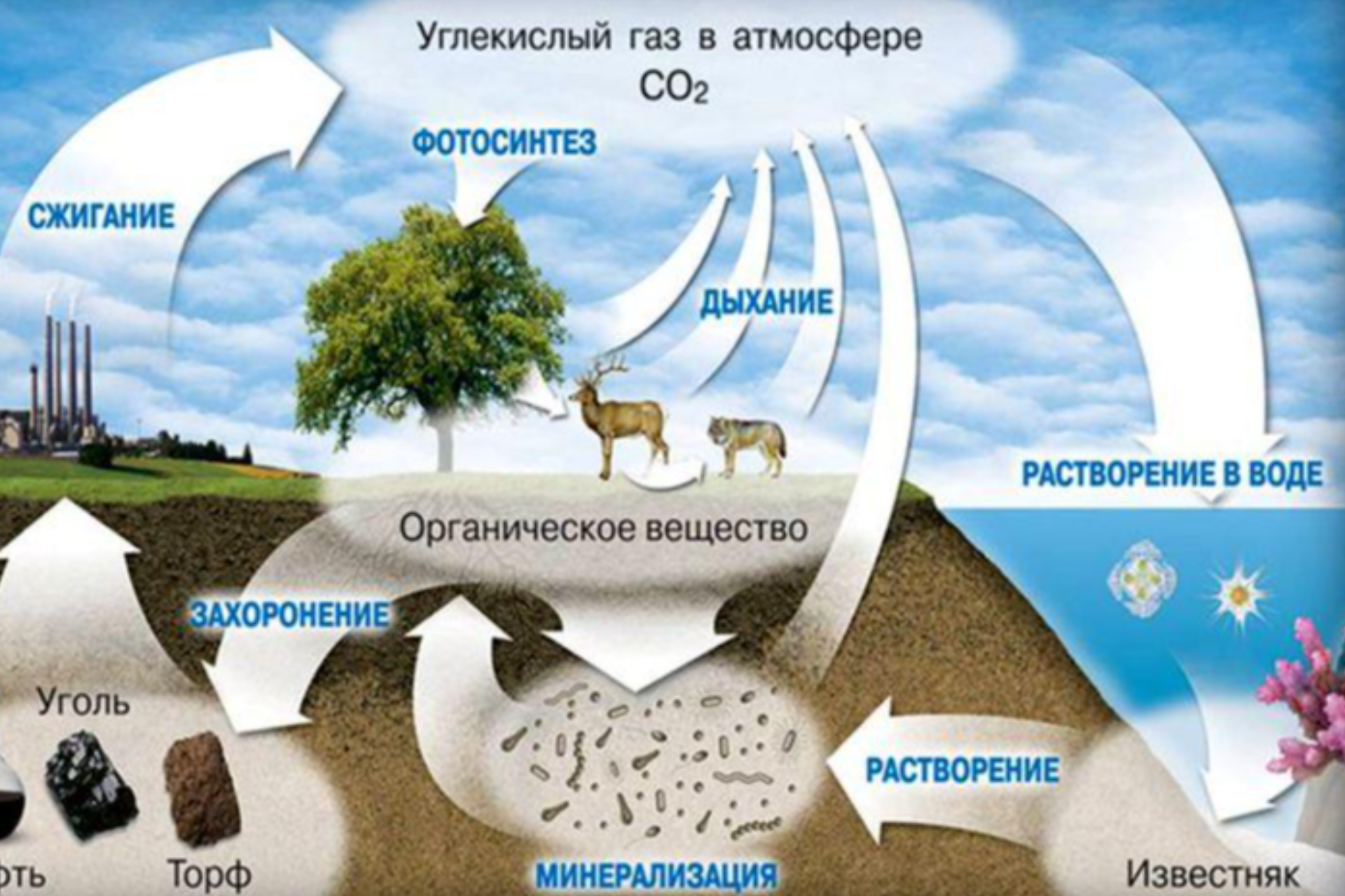 Nega biz suvni asrashimiz va o‘rmonlarni zudlik bilan tiklashimiz kerak?