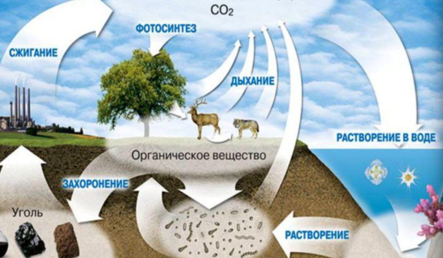 Nega biz suvni asrashimiz va o‘rmonlarni zudlik bilan tiklashimiz kerak?