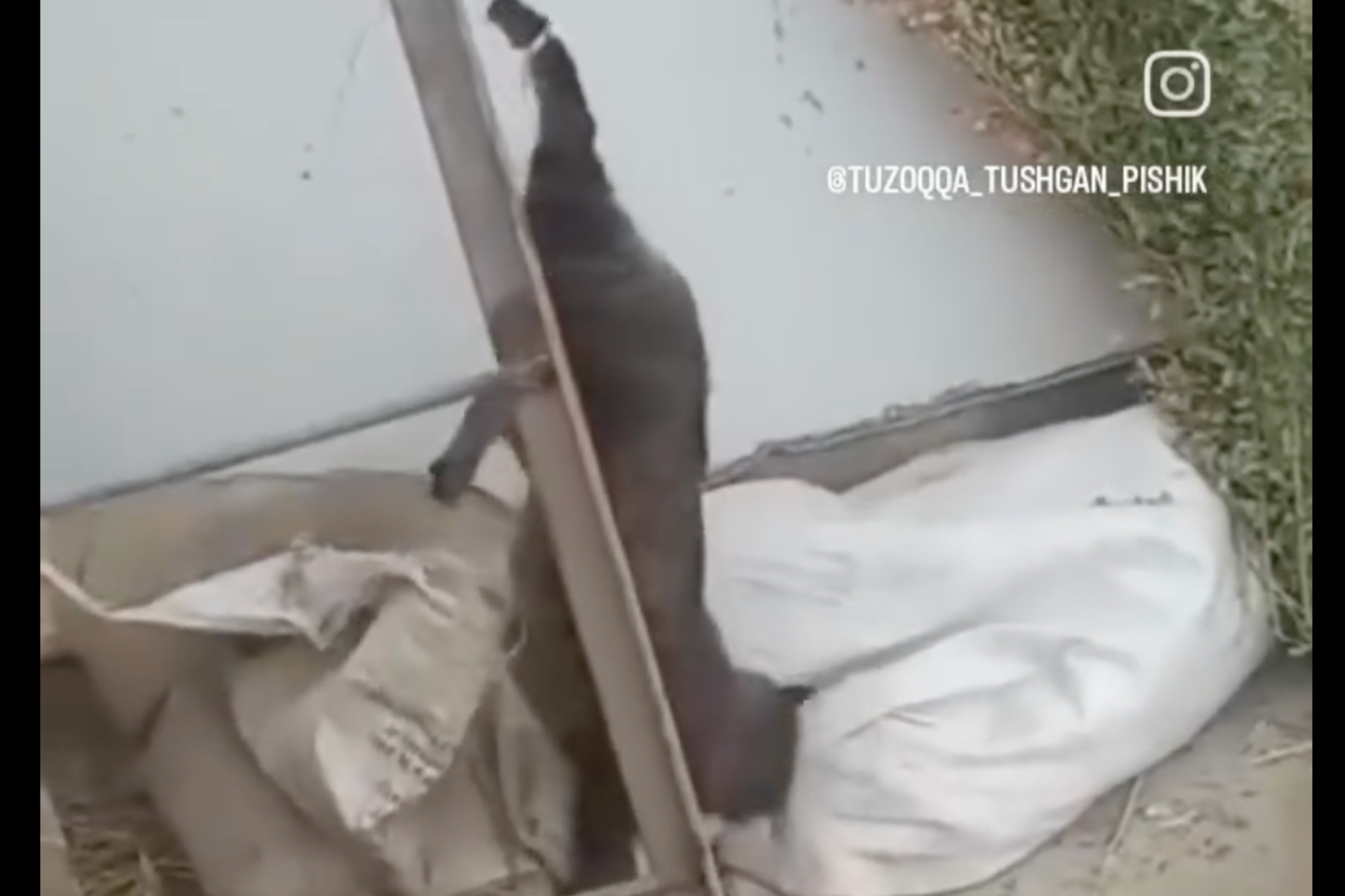 Hayvonlarga nisbatan shafqatsizlik qoralandi