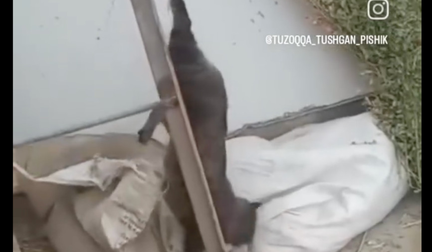 So‘nggi kunlarda ijtimoiy tarmoqlarda jo‘jalarni yegani uchun tuzoqqa tushirilgan mushuk aks etgan video keng muhokamalarga sabab bo‘lmoqda. Ushbu holat jamoatchilik tomonidan keskin tanqid qilinmoqda va bu e’tirozlar o‘rinli ekani ta’kidlanmoqda.