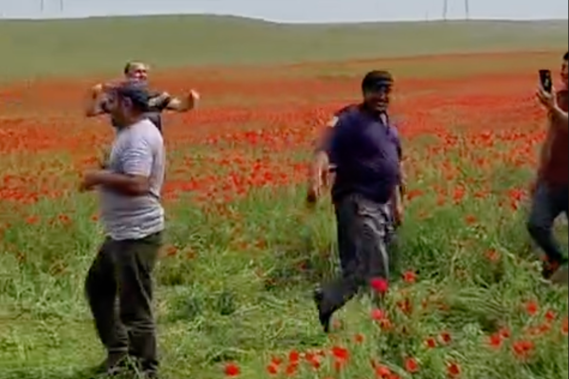 Qashqadaryoda lolazorlarni payhon qilish holatlari davom etmoqda