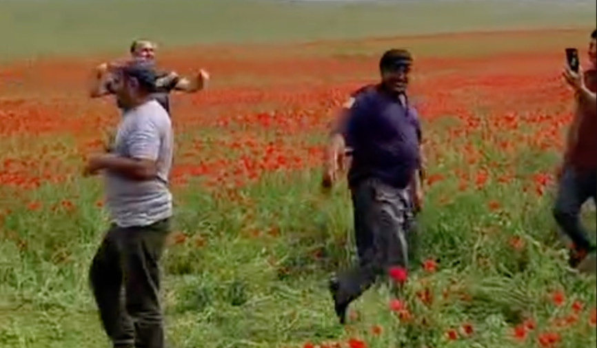 Qashqadaryo viloyatida bahorning eng go‘zal manzaralaridan biri — lolazorlar yana inson omili sabab zarar ko‘rmoqda.