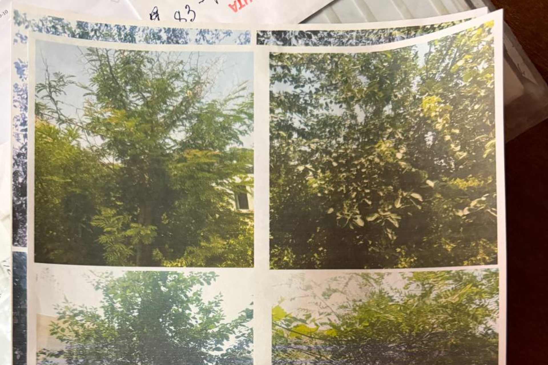 Kogon shahrida fuqarolar noroziligi, noqonuniy qurilish va daraxtlarning yo‘q qilinishi